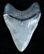 Inch Venice, Florida Megalodon Tooth #3787-2